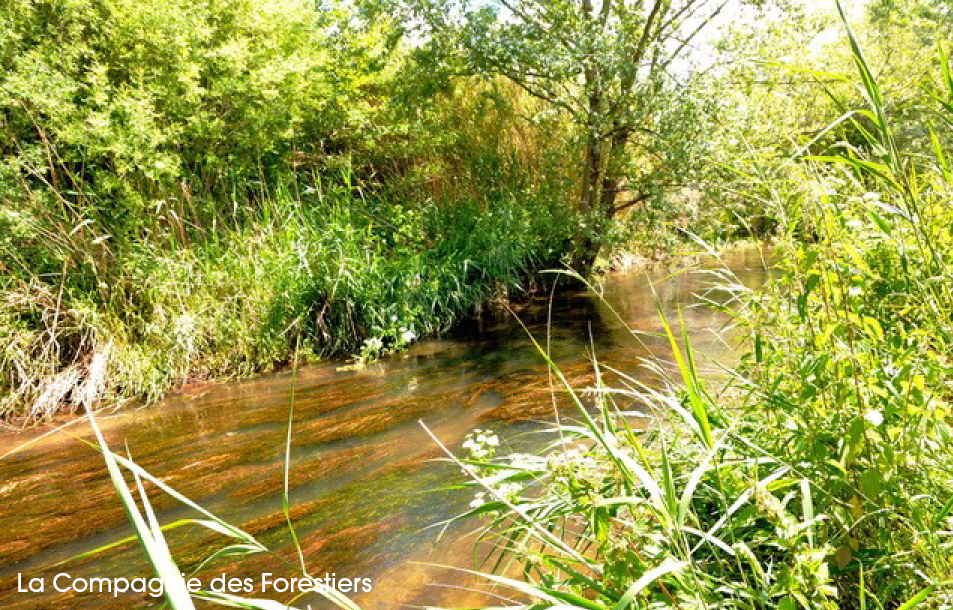 Groupe de Travail Génie écologique – Solutions fondées sur la Nature (SFN)