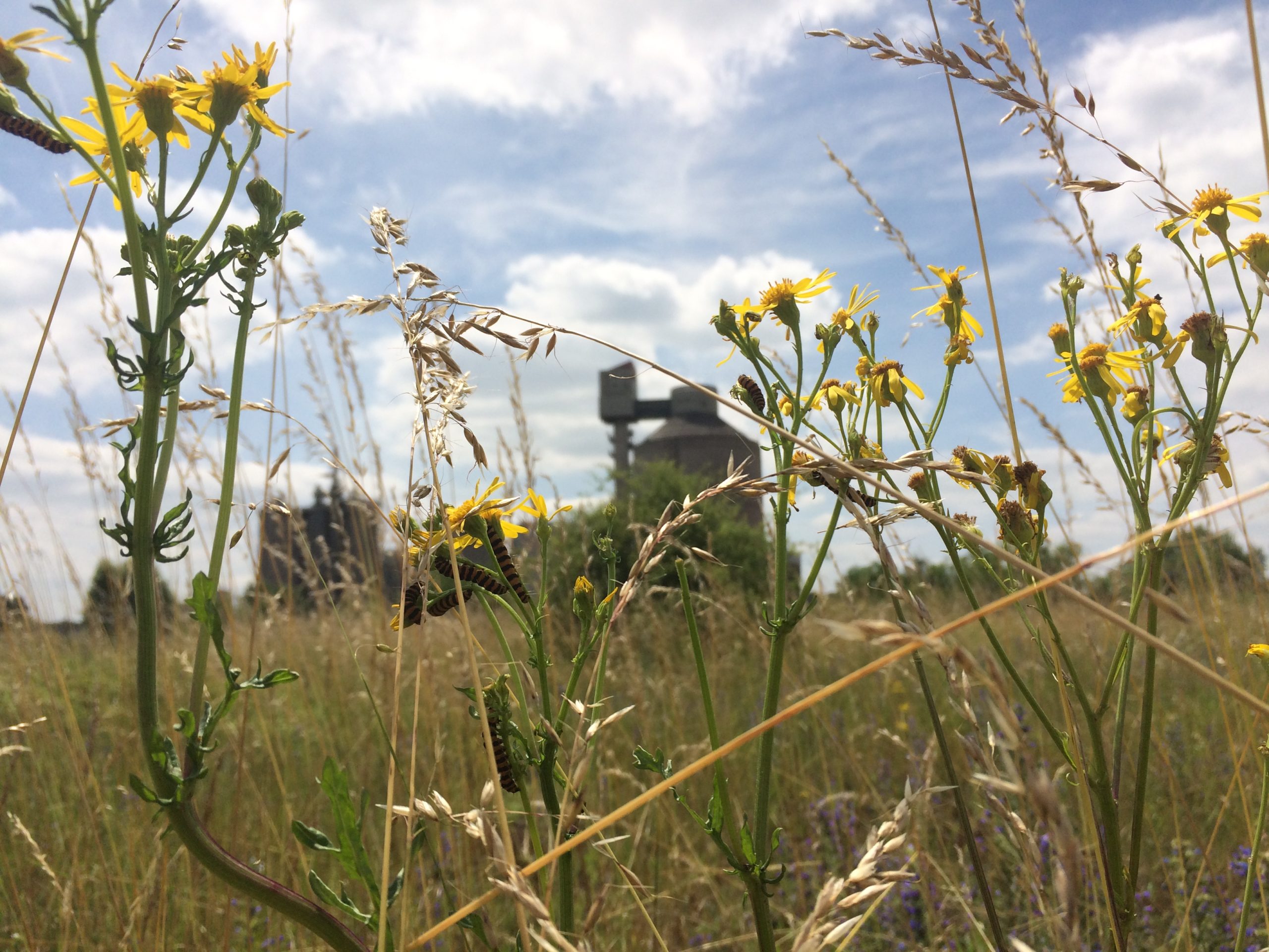 WEB COLLOQUE: Reconversion des friches & biodiversité